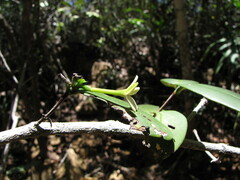 Cyclophyllum