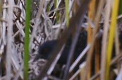 Laterallus jamaicensis coturniculus