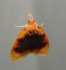 Rhodographa phaeoplaga