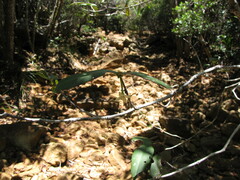 Cyclophyllum