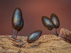 Comatricha fusiformis