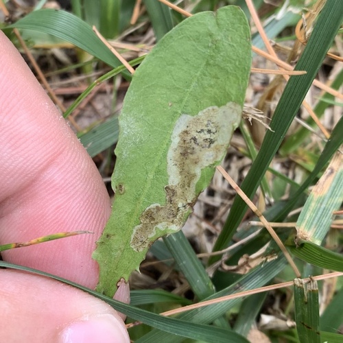 Liriomyza taraxaci photo 3