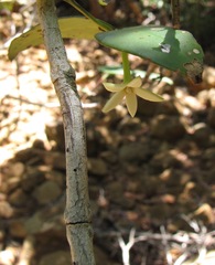 Cyclophyllum