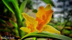 Lycaste consobrina