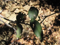 Cyclophyllum