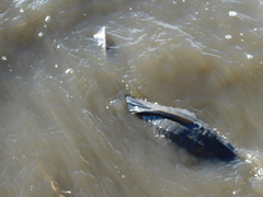 Hypostomus commersoni