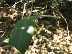 Cyclophyllum
