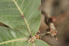 Copturus aurivillianus