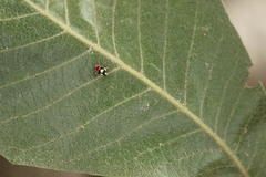 Copturus aurivillianus