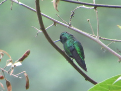 Chlorostilbon melanorhynchus