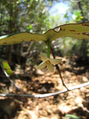 Cyclophyllum