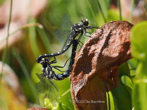 Black Petaltail photo 3