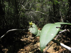 Cyclophyllum