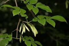Fraxinus pennsylvanica lanceolata