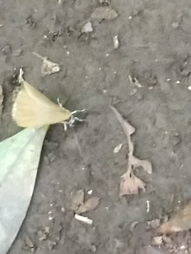 Theope speciosa