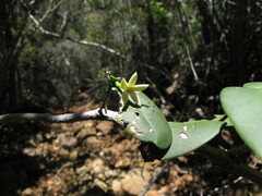 Cyclophyllum