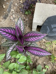 Strobilanthes auriculata