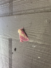 Hyparpax aurora