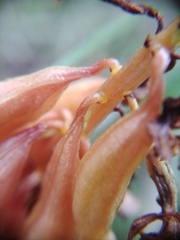 Macrosiphum corallorhizae