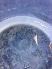 Aequorea victoria