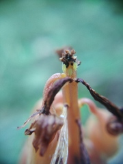 Macrosiphum corallorhizae