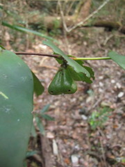 Cyclophyllum