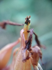 Macrosiphum corallorhizae