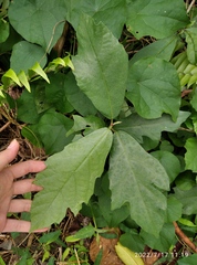 Ficus montana