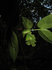Cyclophyllum
