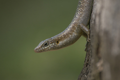 Trachylepis thomensis