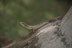 Trachylepis thomensis