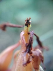 Macrosiphum corallorhizae