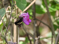 Thorybes pseudocellus