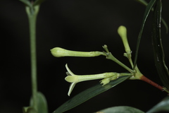 Cyclophyllum
