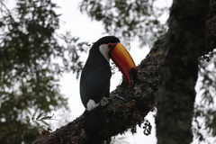 Ramphastos toco