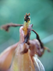 Macrosiphum corallorhizae