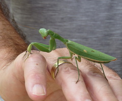 Sphodropoda quinquedens