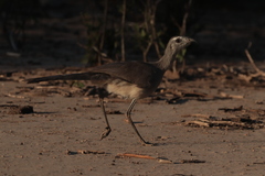 Chunga burmeisteri
