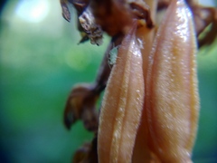 Macrosiphum corallorhizae