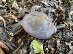 Cortinarius taylorianus