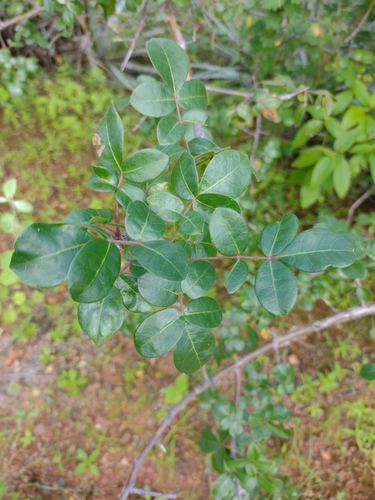 Image of Commiphora leptophloeos by (c) Lucas Kaminski, some rights reserved (CC BY)