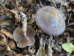 Cortinarius taylorianus