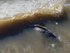 Hypostomus commersoni