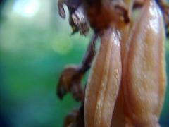 Macrosiphum corallorhizae