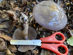Cortinarius taylorianus