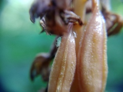 Macrosiphum corallorhizae