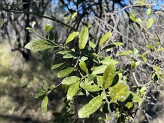 Capparis micracantha
