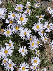 Erigeron leiomerus