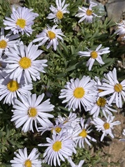 Erigeron leiomerus