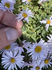 Erigeron leiomerus